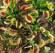 Dionaea muscipula H52 - S DM30 фото 5