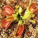 Dionaea muscipula "Schuppenstiel" - S DM83 фото 5