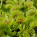 Dionaea muscipula H52 - S DM30 фото 4