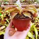 Nepenthes Hybrid Hookeriana X Coccinea - Непентес гібридний Хукеріана Х Кокцинея - S NEP14 фото 6