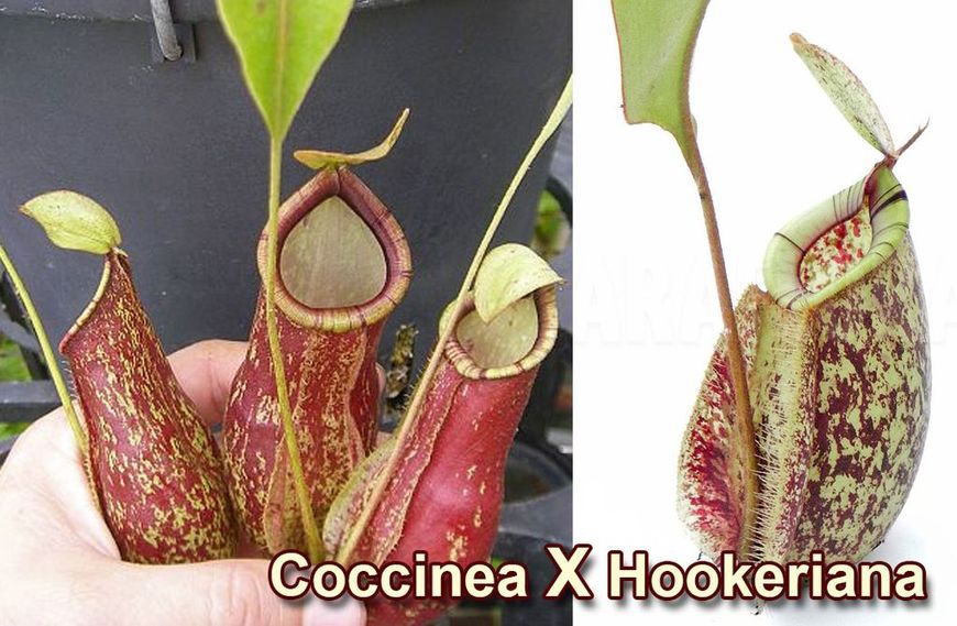 Nepenthes Hybrid Hookeriana X Coccinea - Непентес гібридний Хукеріана Х Кокцинея - S NEP14 фото