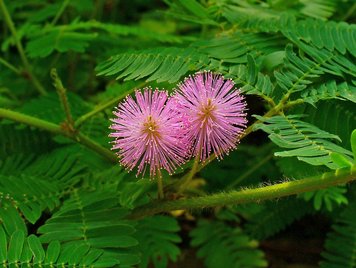 Мимоза стыдливая Mimosa pudica SD-EN02 фото