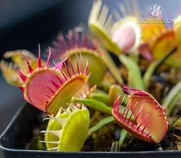 Dionaea muscipula Cross teeth#1 - S DM47 фото