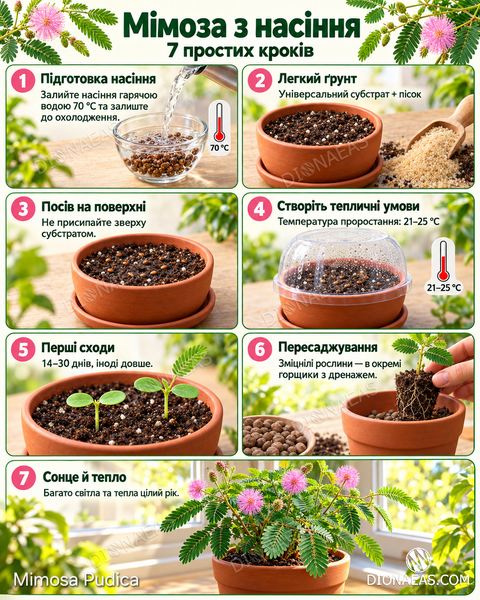 Мімоза сором'язлива Mimosa pudica SD-EN02 фото