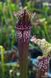 Sarracenia hybrid 16 - S S49 фото 2