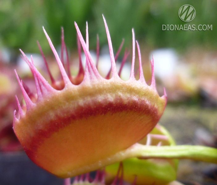 Dionaea muscipula Cross teeth#1 - S DM47 фото