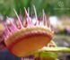 Dionaea muscipula Cross teeth#1 - S DM47 фото 4