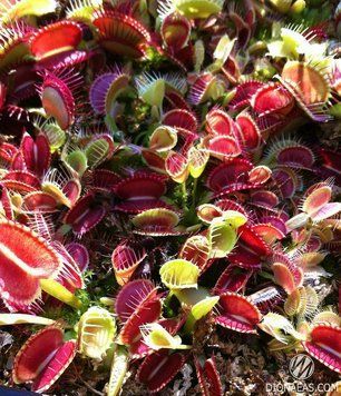Dionaea muscipula Trichterfalle (Funnel trap) - S DM14 фото