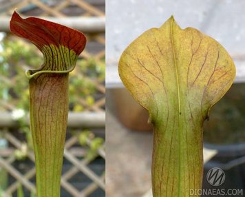 Sarracenia Red lid (flava x alata) - S S14 фото