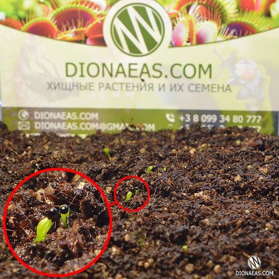 Насіння Венерина Мухоловка Мікс | Dionaea muscipula MIX SD-DM фото