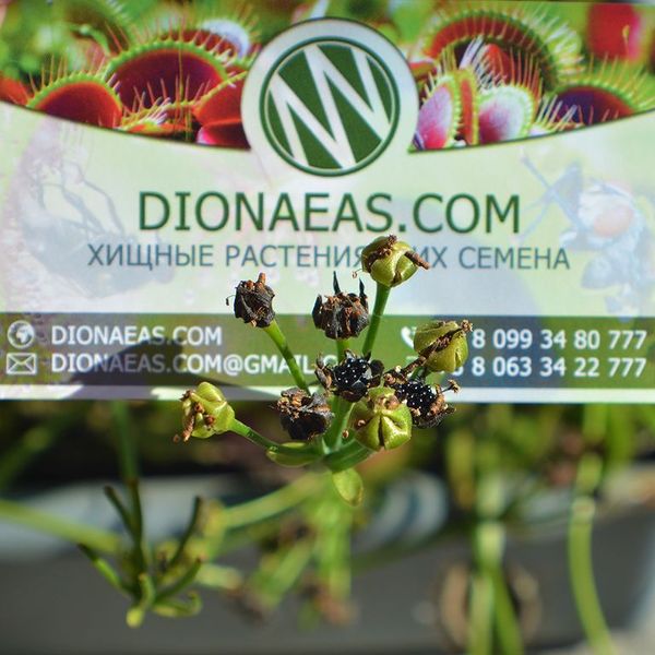Семена Венерина Мухоловка Микс | Dionaea muscipula MIX SD-DM фото