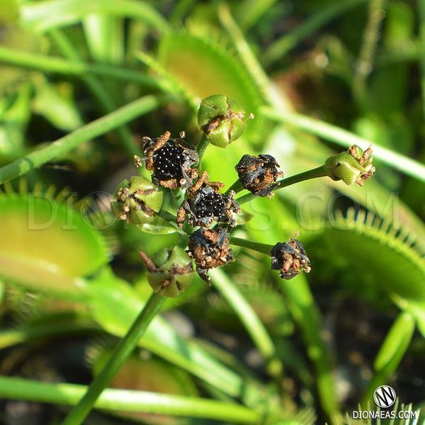 Семена Венерина Мухоловка Микс | Dionaea muscipula MIX SD-DM фото