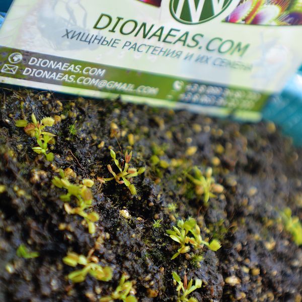 Насіння Венерина Мухоловка Мікс | Dionaea muscipula MIX SD-DM фото