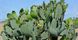 Opuntia - Опунція, Опунція вулична, Опунція морозостійка, садовий кактус SU143 фото 1