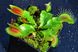 Насіння Венерина Мухоловка Мікс | Dionaea muscipula MIX SD-DM фото 15