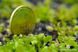 Насіння Венерина Мухоловка Мікс | Dionaea muscipula MIX SD-DM фото 8