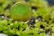 Насіння Венерина Мухоловка Мікс | Dionaea muscipula MIX SD-DM фото 7