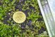 Насіння Венерина Мухоловка Мікс | Dionaea muscipula MIX SD-DM фото 14
