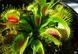 Семена Венерина Мухоловка Микс | Dionaea muscipula MIX SD-DM фото 12