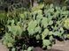 Opuntia - Опунція, Опунція вулична, Опунція морозостійка, садовий кактус SU143 фото 5