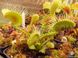 Dionaea muscipula Trichterfalle (Funnel trap) - S DM14 фото 4