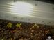 Семена Венерина Мухоловка Микс | Dionaea muscipula MIX SD-DM фото 9