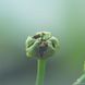 Насіння Венерина Мухоловка Мікс | Dionaea muscipula MIX SD-DM фото 18
