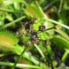 Насіння Венерина Мухоловка Мікс | Dionaea muscipula MIX SD-DM фото 16