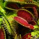 Насіння Венерина Мухоловка Мікс | Dionaea muscipula MIX SD-DM фото 20