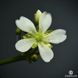 Семена Венерина Мухоловка Микс | Dionaea muscipula MIX SD-DM фото 17