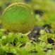 Насіння Венерина Мухоловка Мікс | Dionaea muscipula MIX SD-DM фото 6