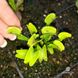Семена Венерина Мухоловка Микс | Dionaea muscipula MIX SD-DM фото 19
