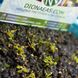 Семена Венерина Мухоловка Микс | Dionaea muscipula MIX SD-DM фото 4