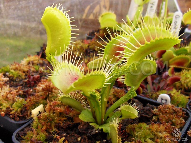 Dionaea muscipula Trichterfalle (Funnel trap) - S DM14 фото