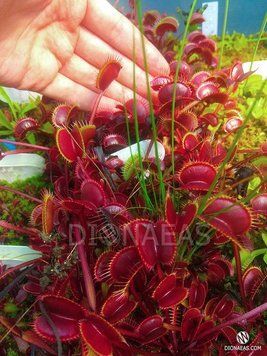 Dionaea muscipula Akai Ryu - S DM31 фото