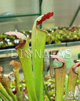 Sarracenia Minor x Alata - S S31 фото