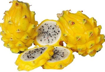 Питахайя желтая (Питайя) | Dragon fruit yellow SD-EN61 фото