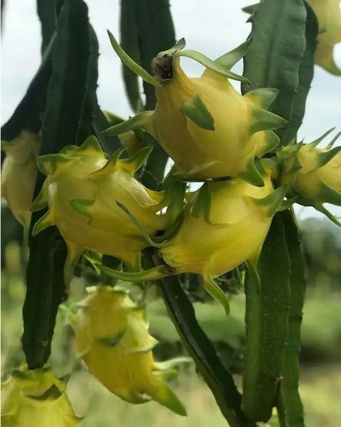 Питахайя желтая (Питайя) | Dragon fruit yellow SD-EN61 фото