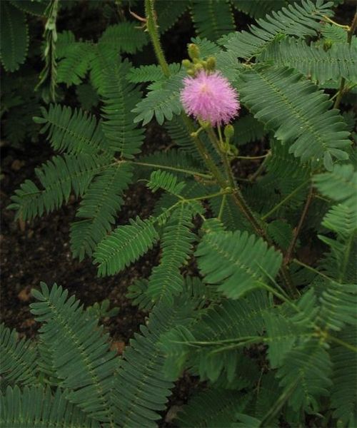 Mimosa pudica - Мимоза стыдливая, сенсорное (движущиеся) растение, удивительное растение EX01 фото
