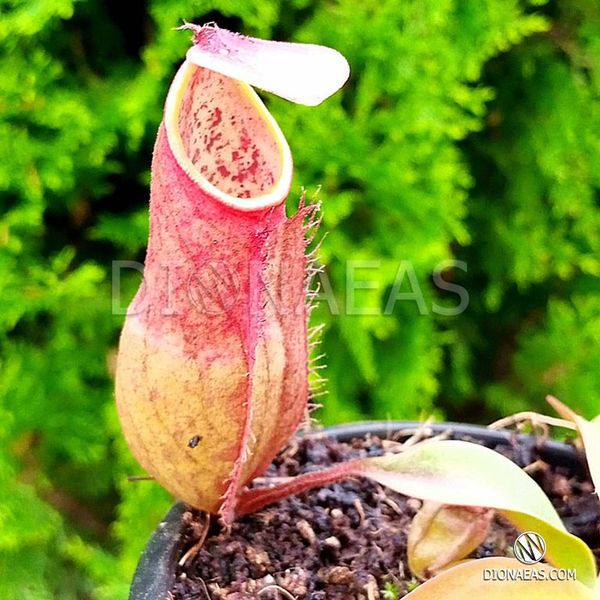 Nepenthes Hybrid - Непентес гібридний NEP16 фото