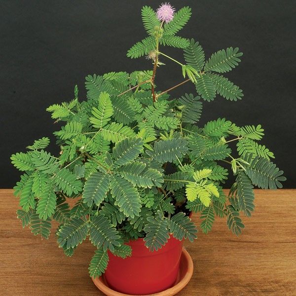 Mimosa pudica - Мімоза соромлива, сенсорна (рухливі) рослина, дивовижна рослина EX01 фото