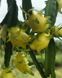 Пітахайя жовта (Пітайя) | Dragon fruit yellow SD-EN61 фото 2