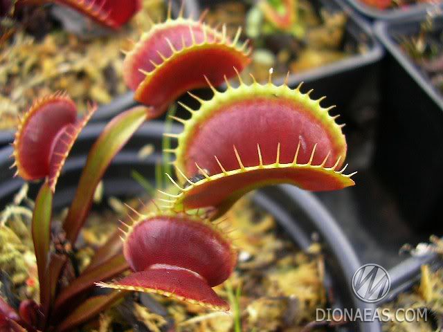 Dionaea muscipula Akai Ryu - S DM31 фото