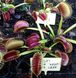 Dionaea muscipula "X03" - S DM84 фото 1