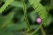 Mimosa pudica - Мимоза стыдливая, сенсорное (движущиеся) растение, удивительное растение EX01 фото 9