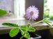 Mimosa pudica - Мімоза соромлива, сенсорна (рухливі) рослина, дивовижна рослина EX01 фото 3
