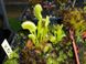 Dionaea muscipula "X03" - S DM84 фото 2