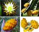 Питахайя желтая (Питайя) | Dragon fruit yellow SD-EN61 фото 5