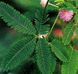 Mimosa pudica - Мимоза стыдливая, сенсорное (движущиеся) растение, удивительное растение EX01 фото 7