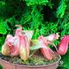 Nepenthes Hybrid - Непентес гібридний NEP16 фото 1